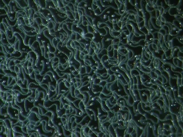 Stefansbachtal Gevelsberg Nostoc commune, Nostocales, Cyanobacteria